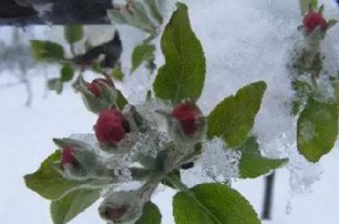 作物凍害解決方案。